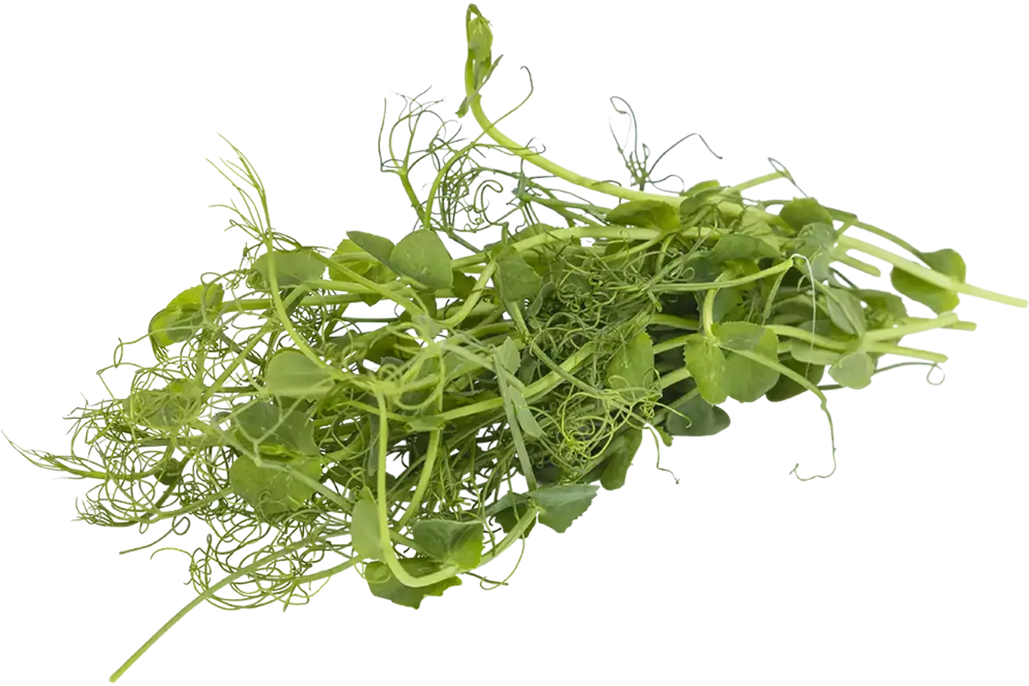 Erwten cress 50gr stuk 1